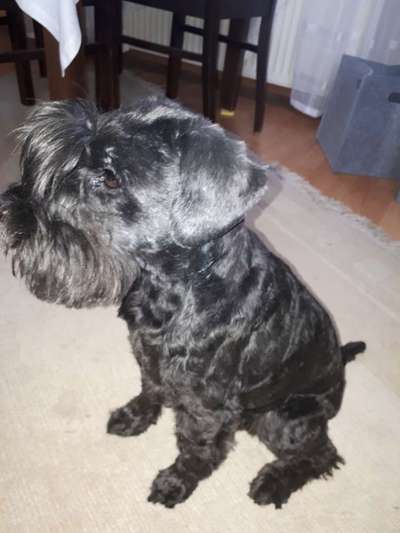 Zwergschnauzer gesucht-Beitrag-Bild