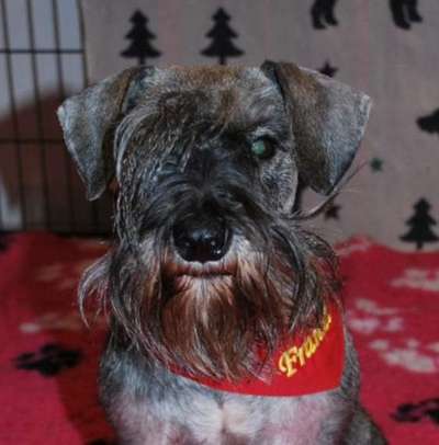 Dogorama Photo Challenge - Portrait-Beitrag-Bild