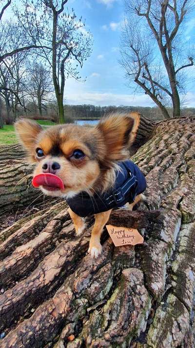 Tongue Out Tuesday-Beitrag-Bild