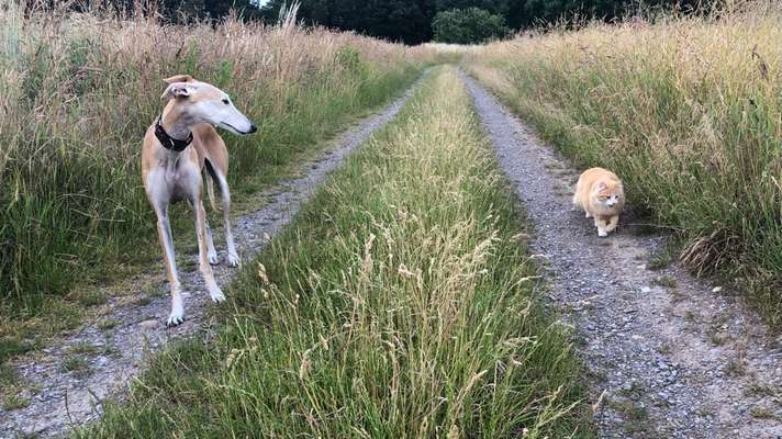 Windhunde - Treffen der besonderen Schönheiten
HERZLICH WILLKOMMEN-Beitrag-Bild