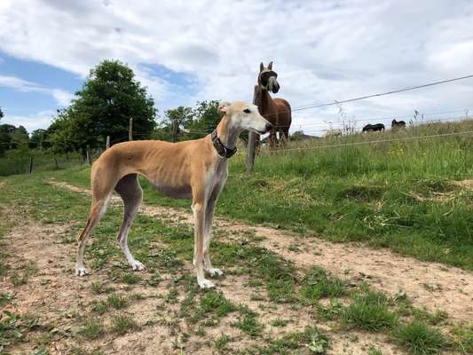Windhunde - Treffen der besonderen Schönheiten
HERZLICH WILLKOMMEN-Beitrag-Bild