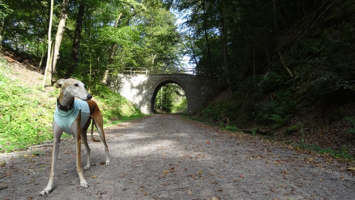 Fotowettbewerb Natur-Beitrag-Bild
