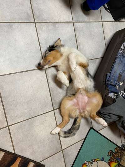 Challenge Nr 14
Eure Fellnasen auf ihrem Lieblingsplatz-Beitrag-Bild