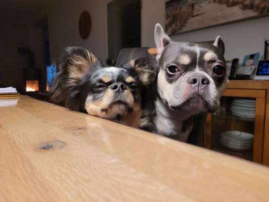 Hundetreffen-Kumpels für einen Chihuahua gesucht! Kleinere Hunde bitte-Bild