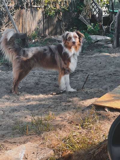 Hundetreffen-Sozial Walk-Bild