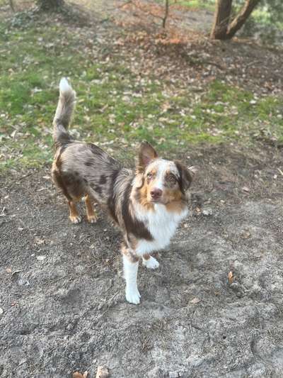 Gibt's hier noch mehr Border Collies???-Beitrag-Bild