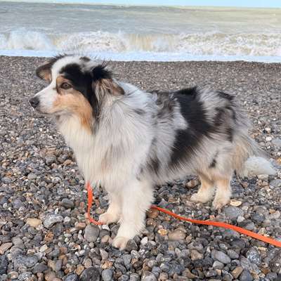 Hundetreffen-Gassi /Training-Bild