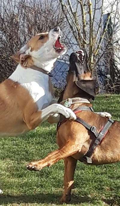 Die Dogorama Wochen Challenge "Friends will be Friends"-Beitrag-Bild