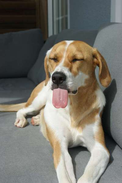 Die Dogorama-Wochen-Challenge "Die schönste Grimasse"-Beitrag-Bild