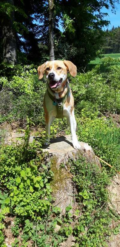 Auslandstierschutz-Beitrag-Bild