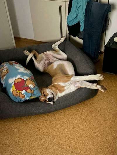 Die Dogorama Wochen Challenge-Beitrag-Bild