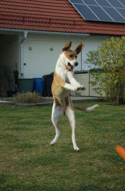 Zeige das lustigste Bild eures Hundis-Beitrag-Bild