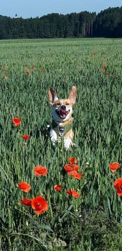 Die Dogorama Monats Challenge "Es grünt und blüht"-Beitrag-Bild