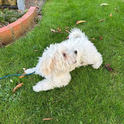 Hundetreffen-Spielgruppe für Welpen und Junghunde-Bild