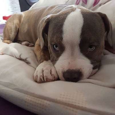 Welpen Bilder !-Beitrag-Bild