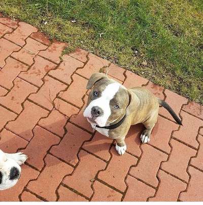 Welpen Bilder !-Beitrag-Bild