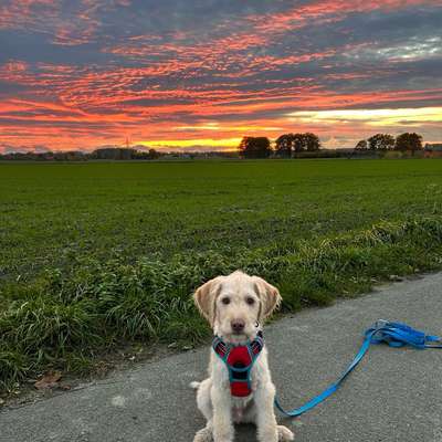 Hundetreffen-Gemeinsam spielen oder Gassi gehen macht mehr Spaß-Bild