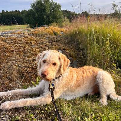Hundetreffen-Gemeinsam spielen oder Gassi gehen macht mehr Spaß-Bild