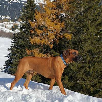 Hundetreffen-Ridgeback und Ridola Treffen, Hundewiese Pleidelsheim-Profilbild