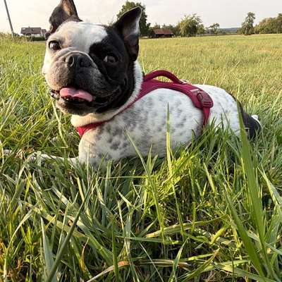 Hundetreffen-Gassi Spielrunden-Bild