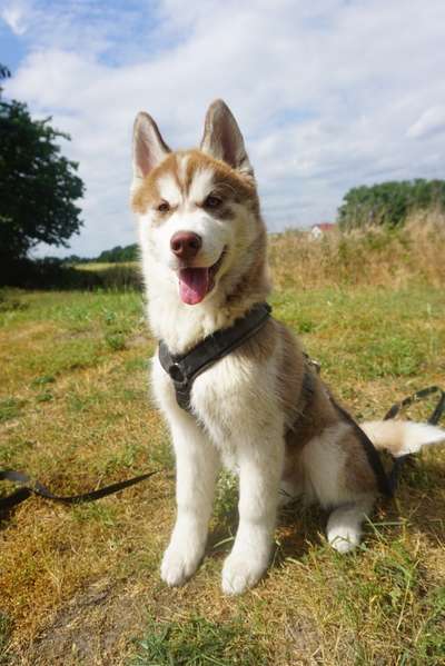 Die Dogorama Kalender Challenge 4/4-Beitrag-Bild