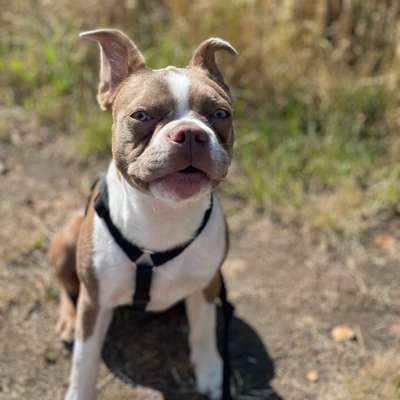 Hundetreffen-Gassi Runde-Bild