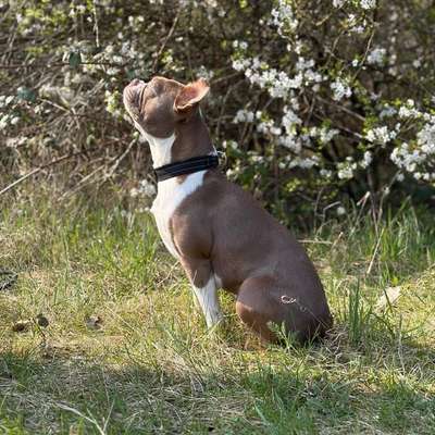 Hundetreffen-Gassi treffen-Bild