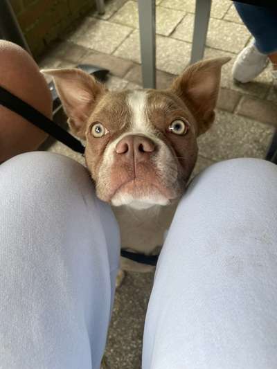Hundetreffen-Spielstunde Nähe Frankfurt-Bild