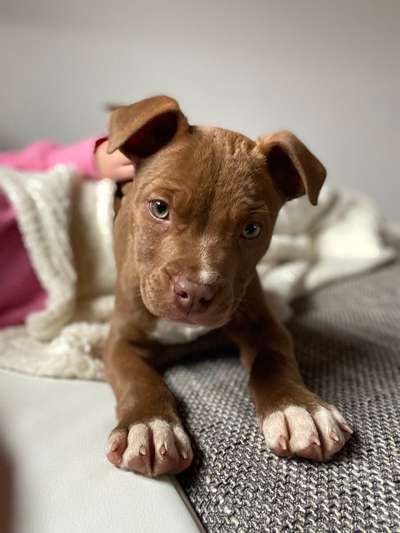 Hundetreffen-Welpentreffen American Pitbull Terrier-Bild