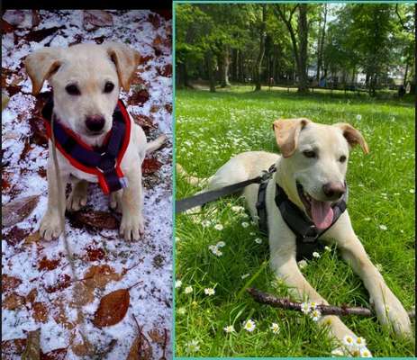 Vom Welpen zum Hund-Beitrag-Bild