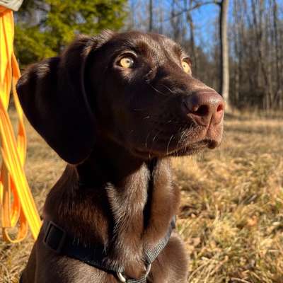 Labradorfans-Beitrag-Bild