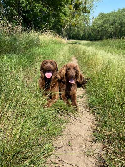 Die Dogorama Kalender Challenge 4/4-Beitrag-Bild