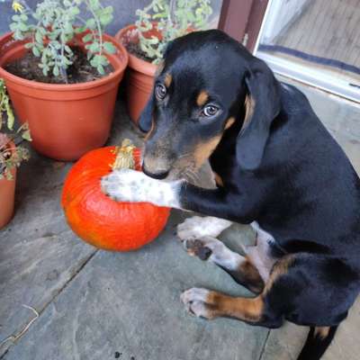 Hundetreffen-Spaziergang und Spiel