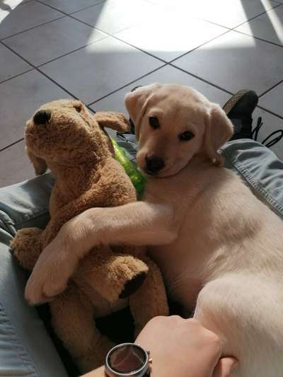 Welpen Bilder !-Beitrag-Bild