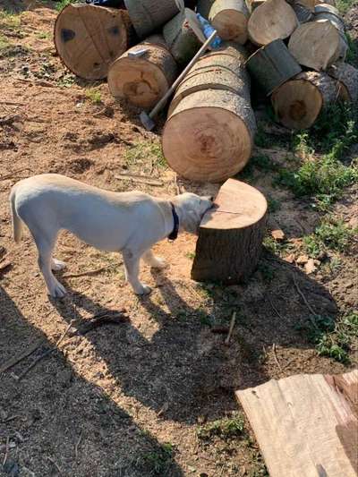 Zeige das lustigste Bild eures Hundis-Beitrag-Bild