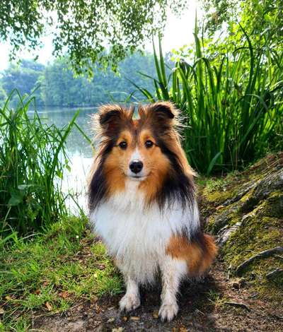 Shelties-Beitrag-Bild