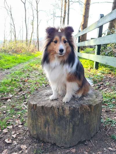 Shelties-Beitrag-Bild