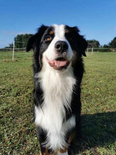 Hundetreffen-Ich suche einen Spielkameraden zum toben-Bild