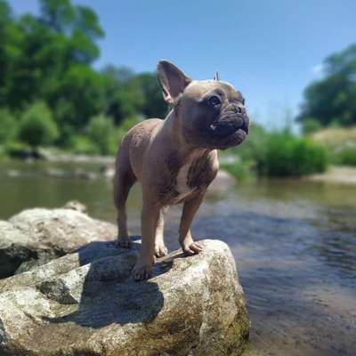 Französische Bulldoggen-Beitrag-Bild