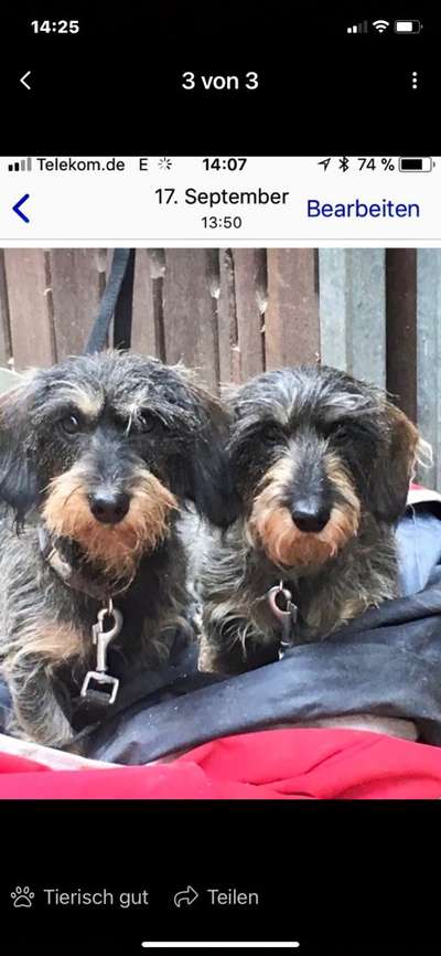 Die Dogorama Kalender Challenge Titelbild-Beitrag-Bild