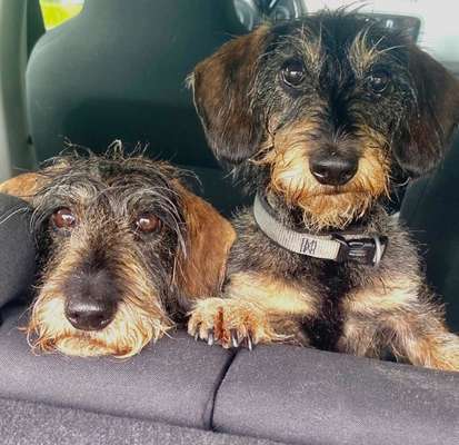 Die Dogorama Kalender Challenge Titelbild-Beitrag-Bild