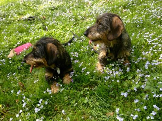 Welpenfotos-Beitrag-Bild