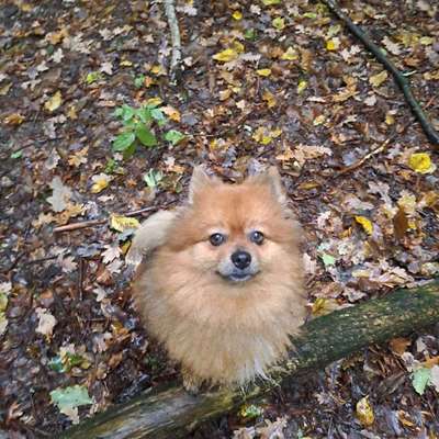 Hundetreffen-Gassitreff mit Hailey-Bild