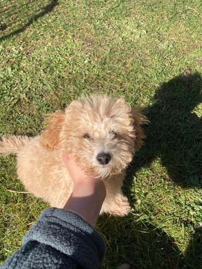 Hundetreffen-Welpentreffen zum Spielen und gemeinsamen lernen 🐾-Bild