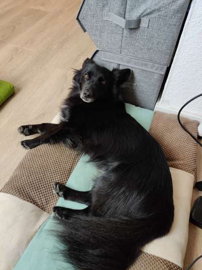 Mischlingshunde Foto Aufruf-Beitrag-Bild