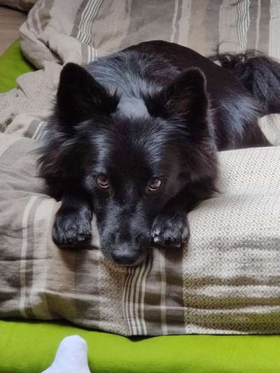 Mischlingshunde Foto Aufruf-Beitrag-Bild