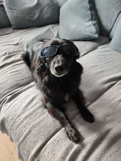 Mischlingshunde Foto Aufruf-Beitrag-Bild