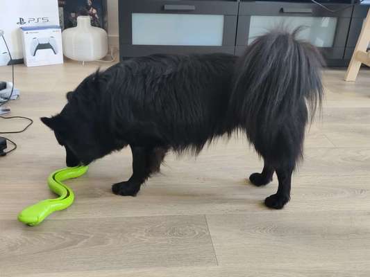 Mischlingshunde Foto Aufruf-Beitrag-Bild