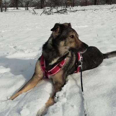 Hundetreffen-Ruhige Spaziergänge für Hundesenioren:) in Mössingen