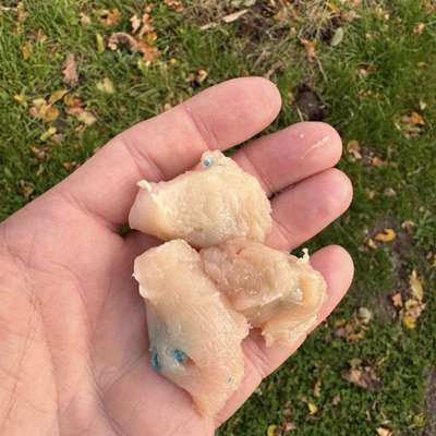 Giftköder-Giftköder-Bild